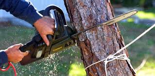 Best Hedge Trimming  in Gleed, WA