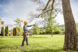 Best Palm Tree Trimming  in Gleed, WA