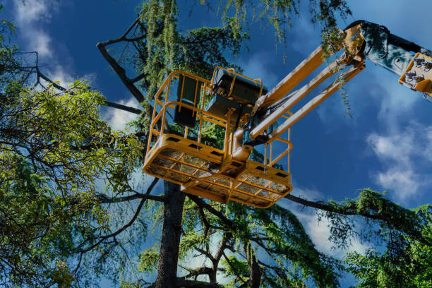 Best Tree Risk Assessment  in Gleed, WA