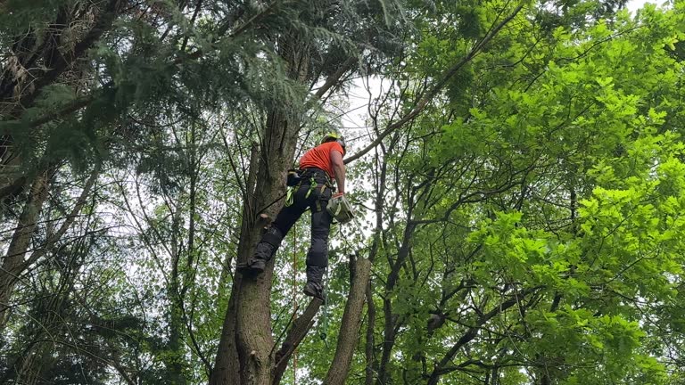 Best Commercial Tree Services  in Gleed, WA