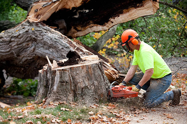 Best Organic Lawn Care Solutions  in Gleed, WA