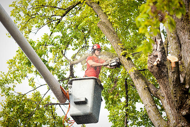 Best Fruit Tree Pruning  in Gleed, WA